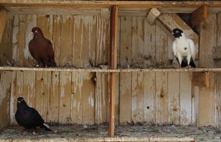 Kremelina pre domáce a hospodárske zvieratá - Prečo podávať kremelinu zvieratám?