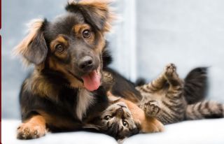 Benefity kremeliny v starostlivosti o zvieratá