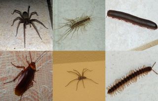 Kremelina proti škodcom